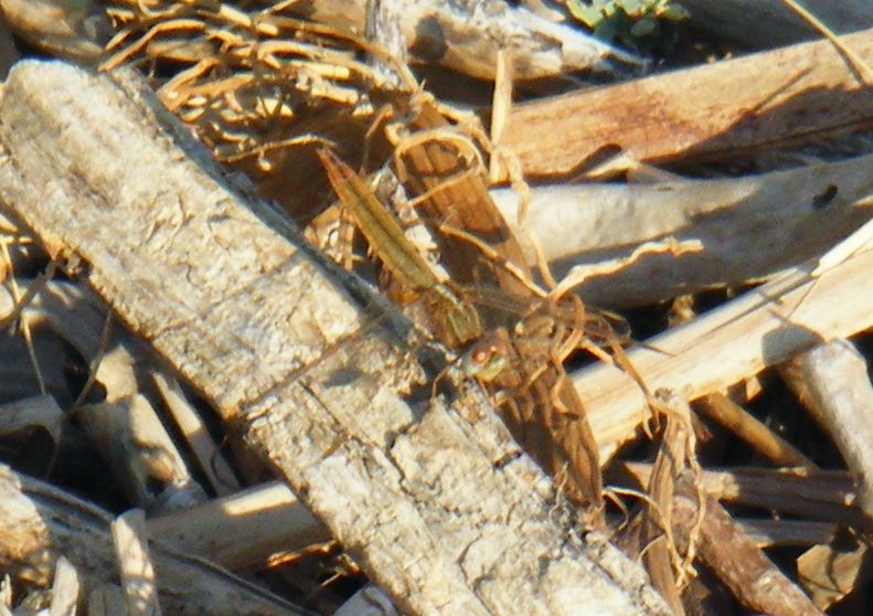 Orthetrum cancellatum predatore di altre libellule