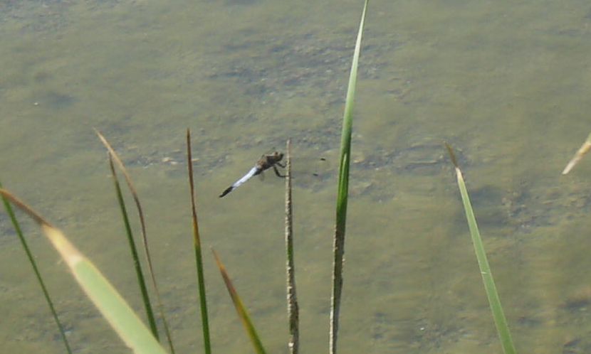 Orthetrum cancellatum predatore di altre libellule