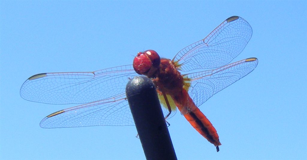 Crocothemis erythraea maschio