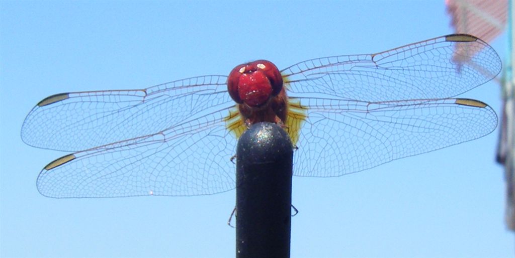 Crocothemis erythraea maschio