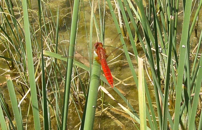 Orthetrum cancellatum predatore di altre libellule