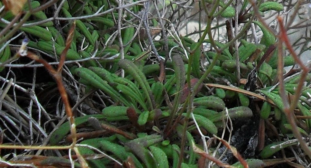 Limonium sommierianum / Limonio di Sommier