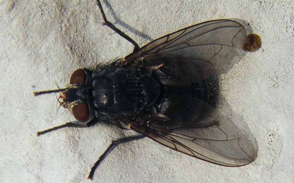 Calliphora sp.