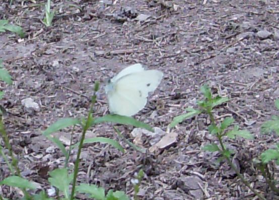 Pieris brassicae??