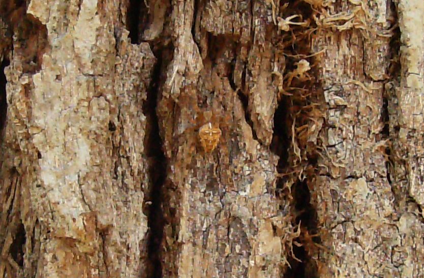 Araneus diadematus