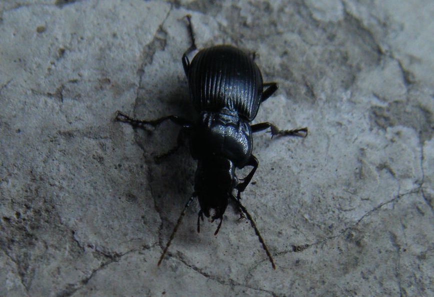 Abax da Napoli... anzi no, Pterostichus melas italicus