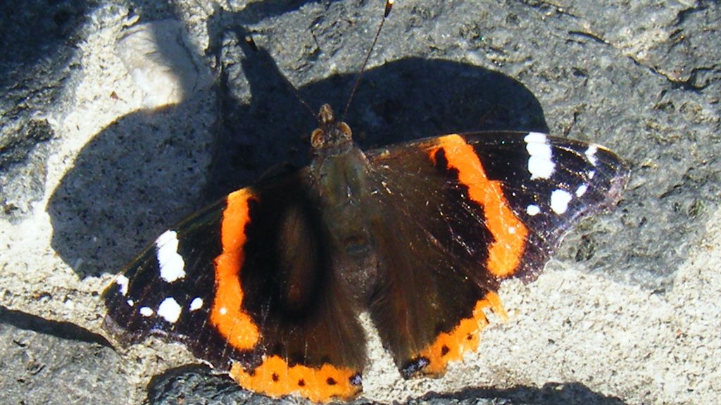 Vanessa atalanta