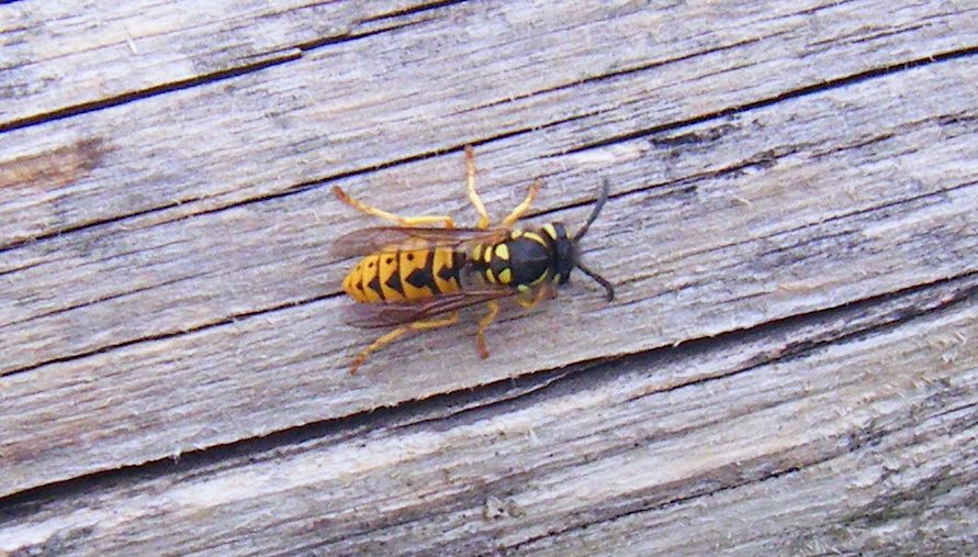 Vespula germanica?