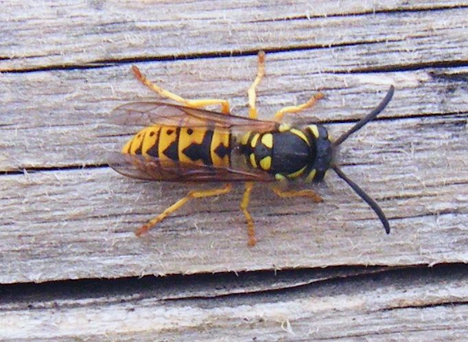 Vespula germanica?