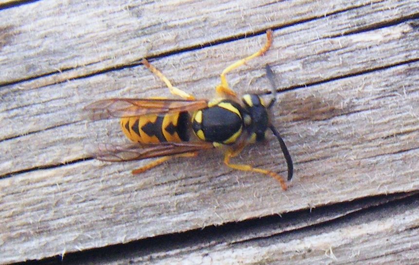 Vespula germanica?