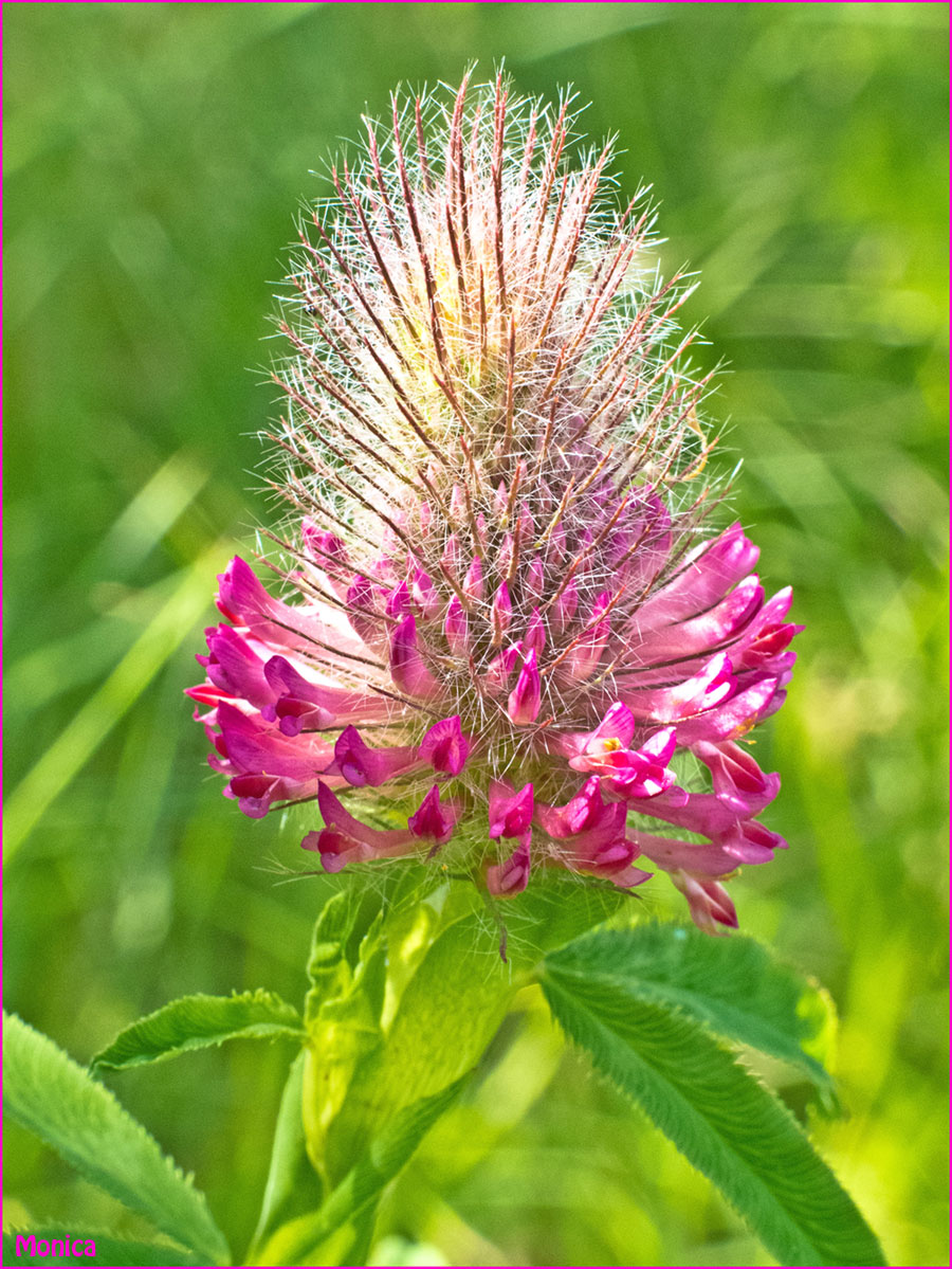 Trifolium cfr.rubens