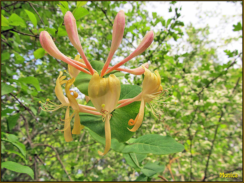 Lonicera caprifolium / Caprifoglio