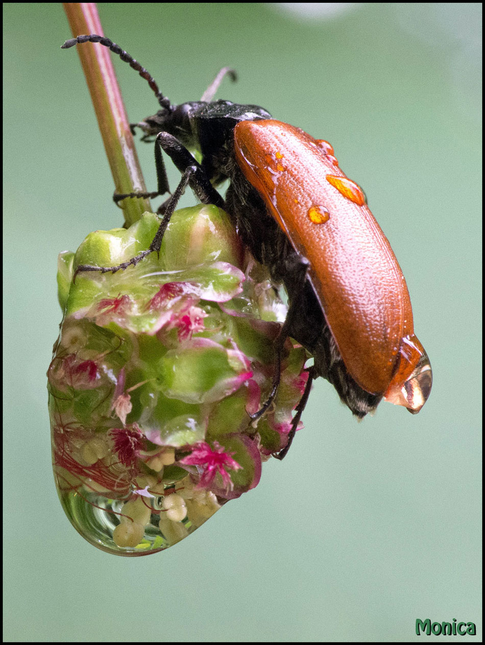 Omophlus lepturoides