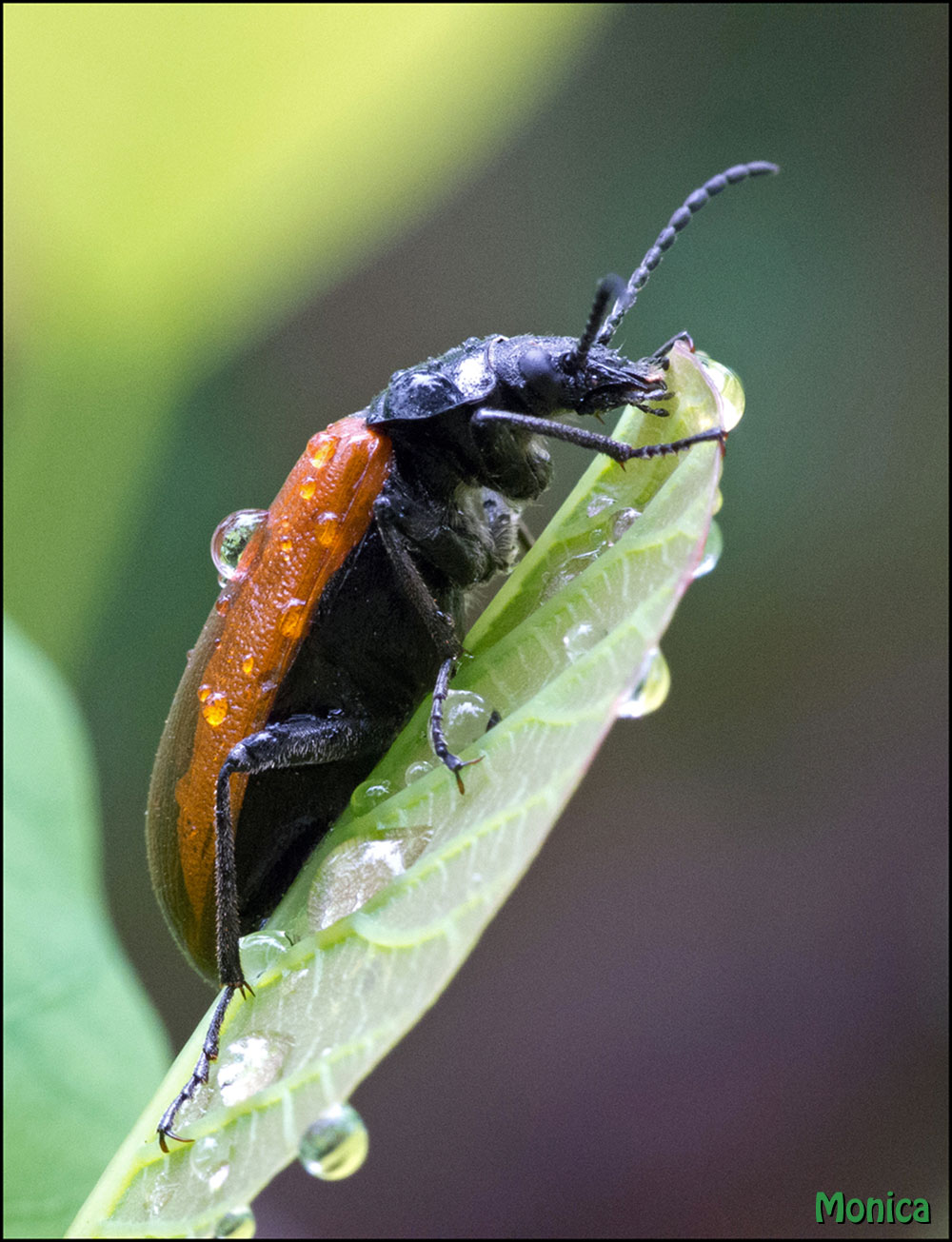 Omophlus lepturoides