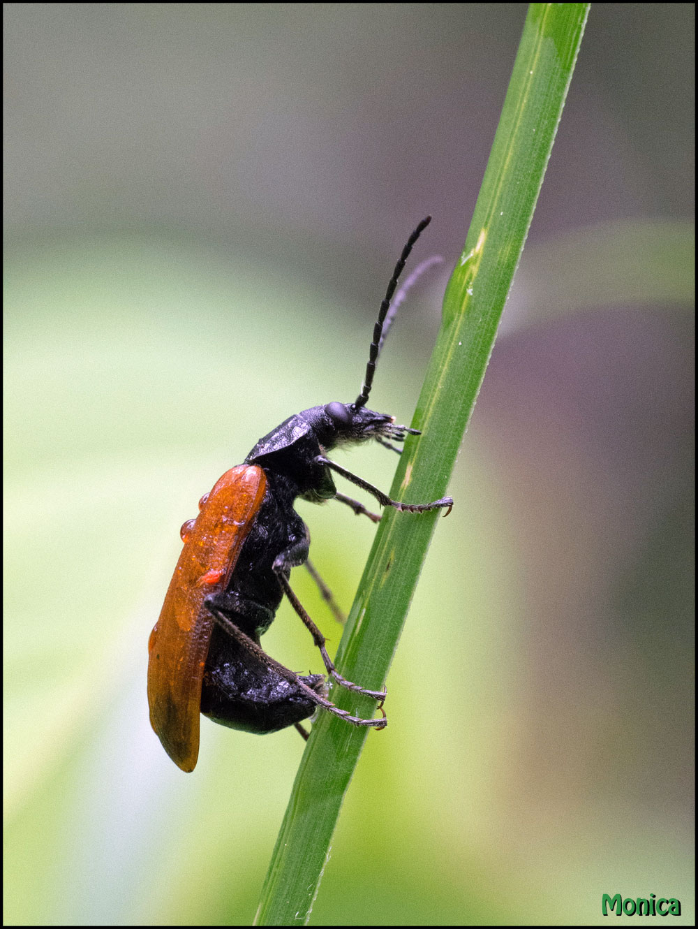 Omophlus lepturoides