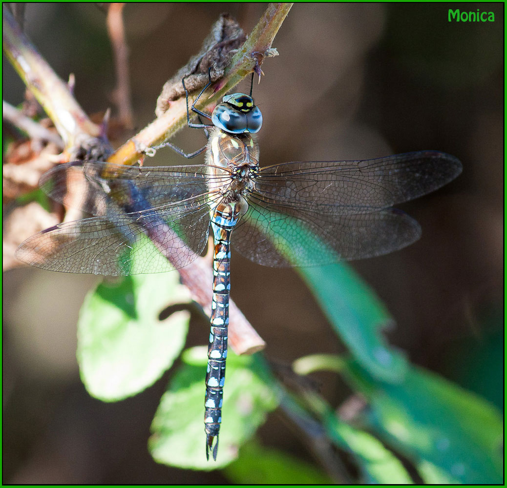 Libellula identificazione