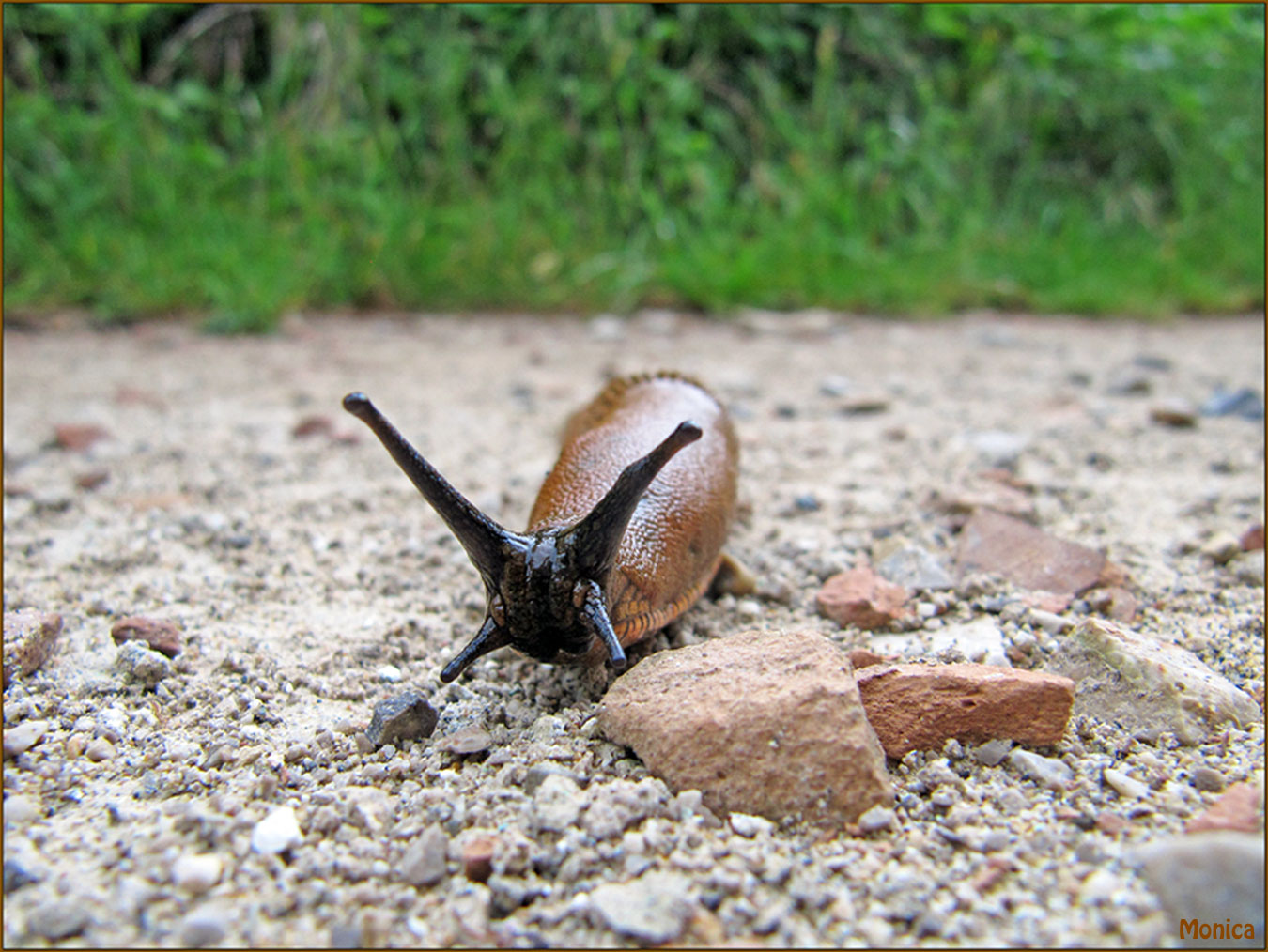 Arion vulgaris o rufus (?) dal triestino