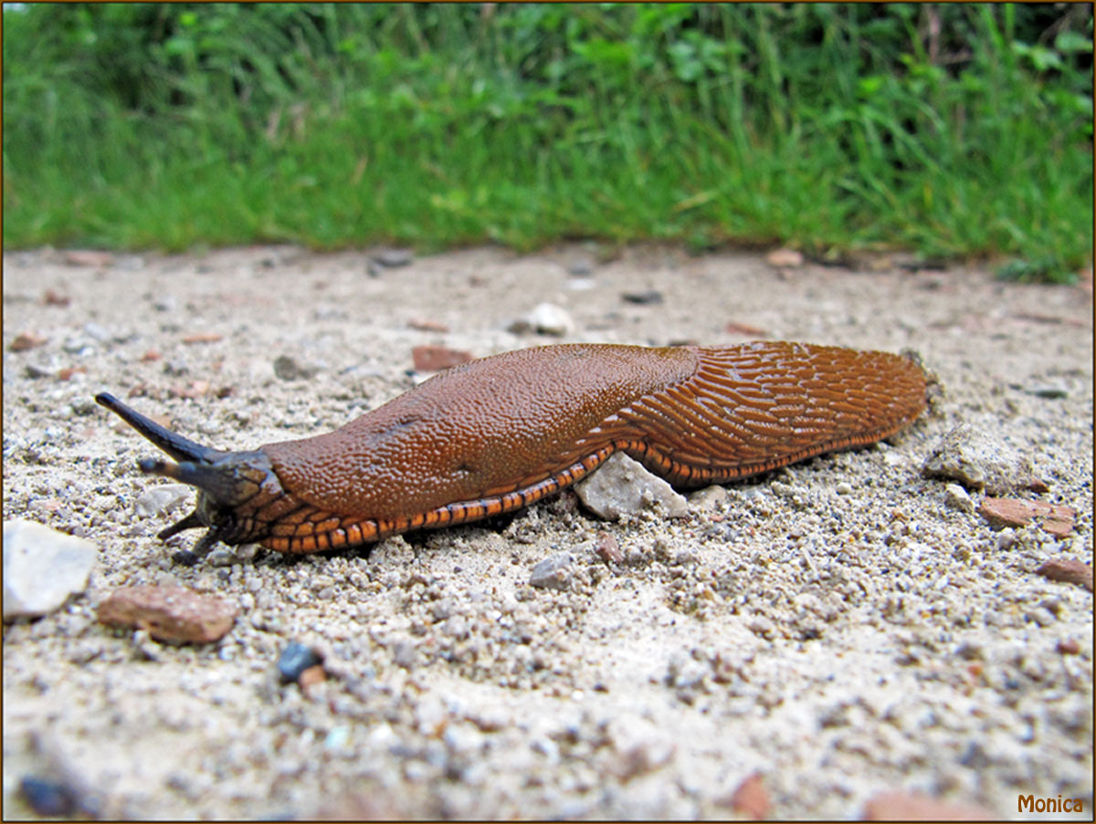 Arion vulgaris o rufus (?) dal triestino