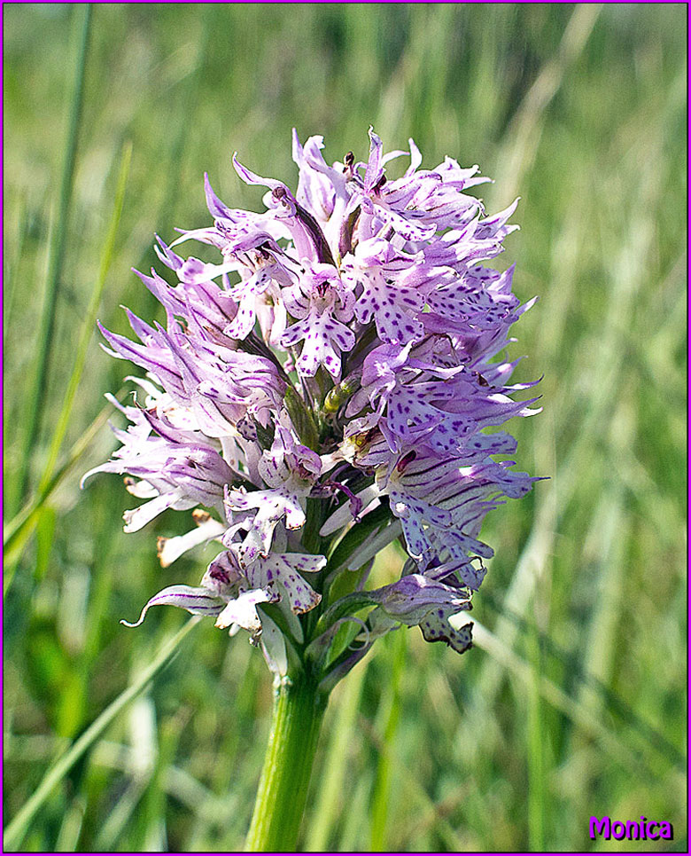 Neotinea tridentata