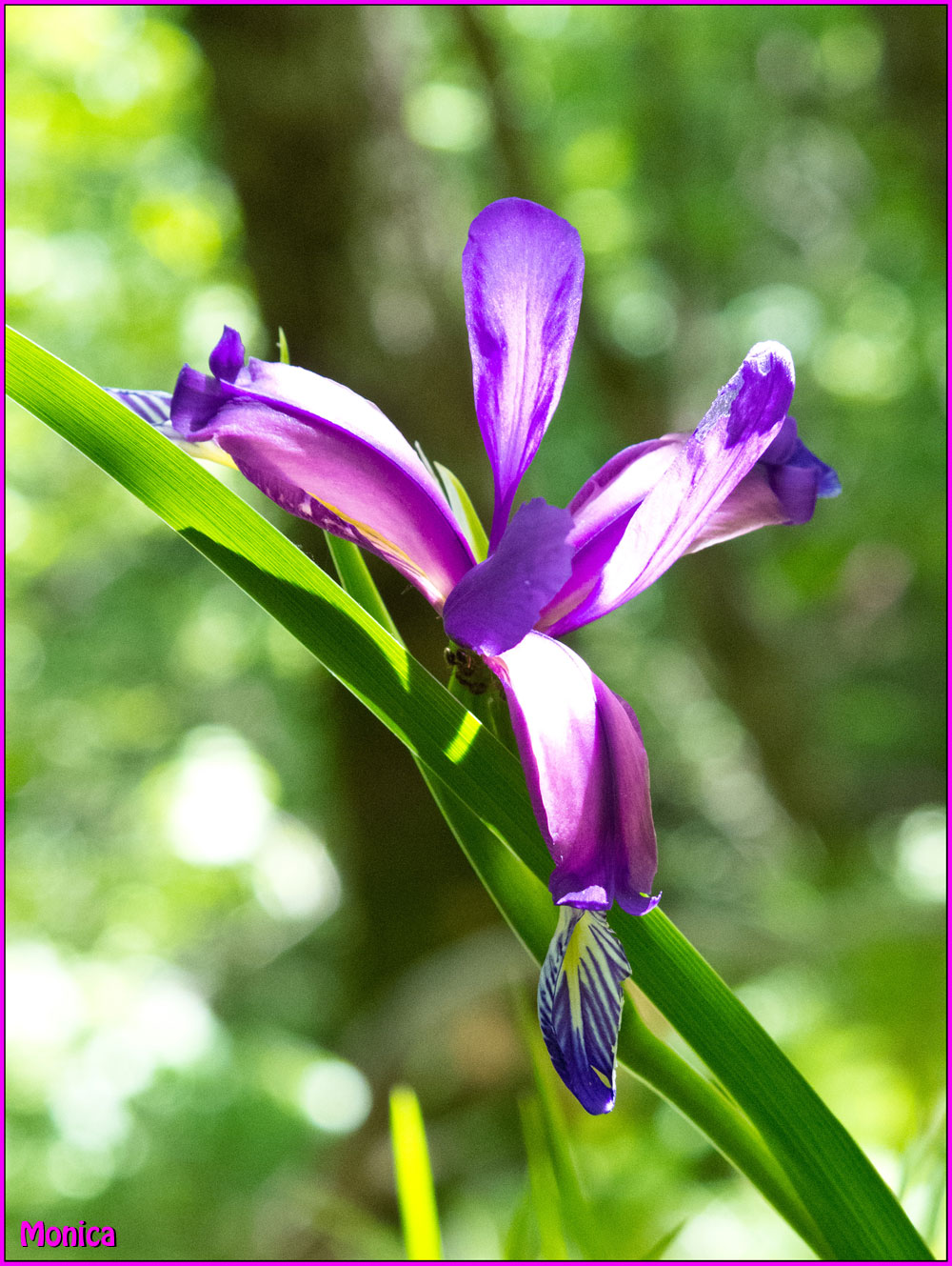 Iris graminea L.