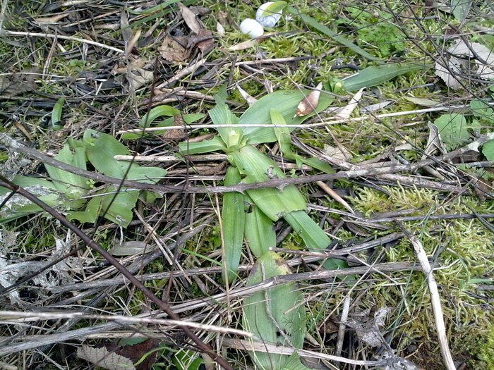 Orchidee distrutte....ma da CHI??