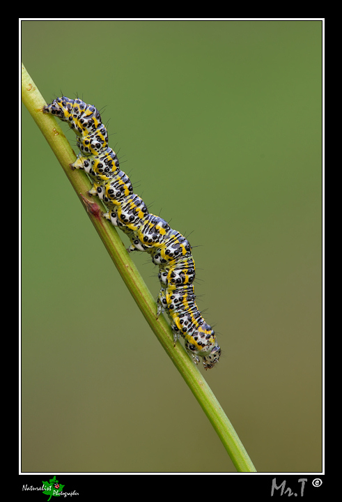 Bruco da indentificare! Help! - Cucullia (Cucullia) tanaceti