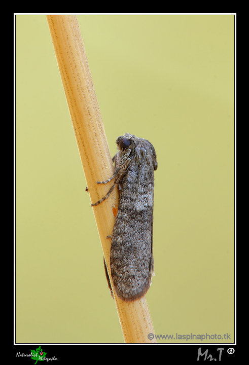 Piccola falena grigia da identificare!