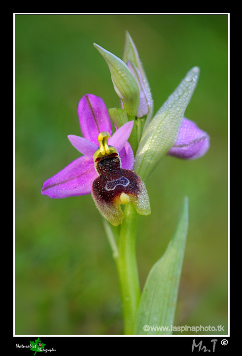 Ophrys x lidbergii  (Ophrys lunulata x O. tenthredinifera)