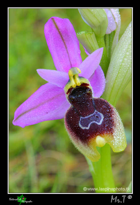 Ophrys x lidbergii  (Ophrys lunulata x O. tenthredinifera)