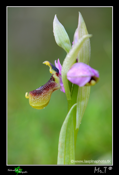 Ophrys x lidbergii  (Ophrys lunulata x O. tenthredinifera)