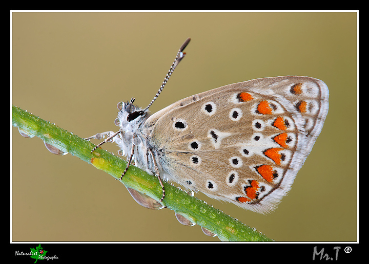 Identificazione Licenide + Novit National Geographic!!