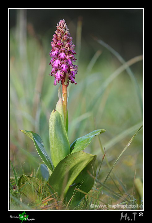 La mia prima uscita ad Orchidee!!