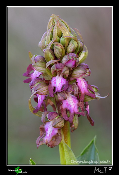 La mia prima uscita ad Orchidee!!