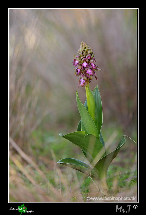 La mia prima uscita ad Orchidee!!