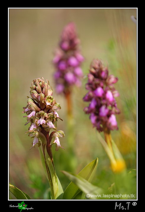 La mia prima uscita ad Orchidee!!