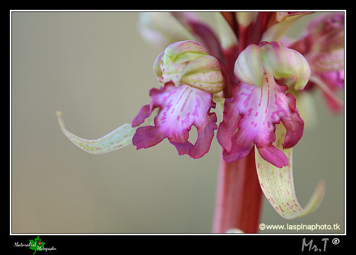 La mia prima uscita ad Orchidee!!