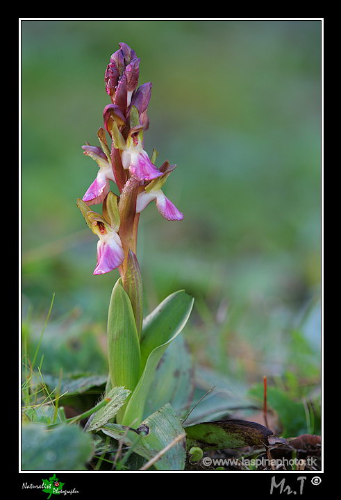 La mia prima uscita ad Orchidee!!