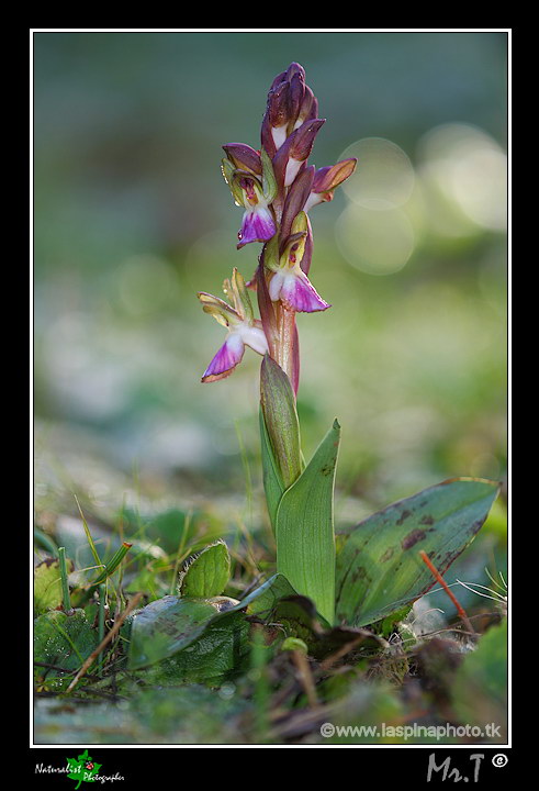 La mia prima uscita ad Orchidee!!