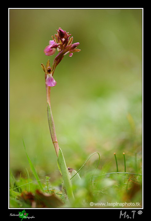 La mia prima uscita ad Orchidee!!