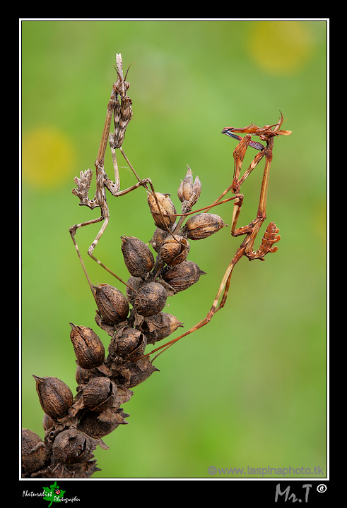 Coppia di Empusa???