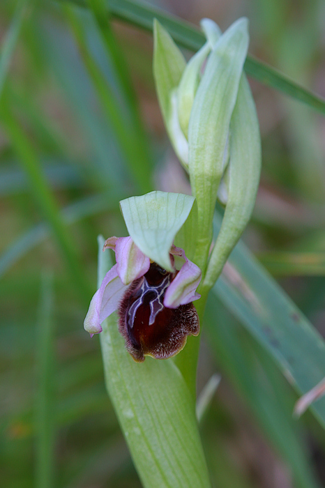 Orchidea Fresca di Stamane!!! Help!