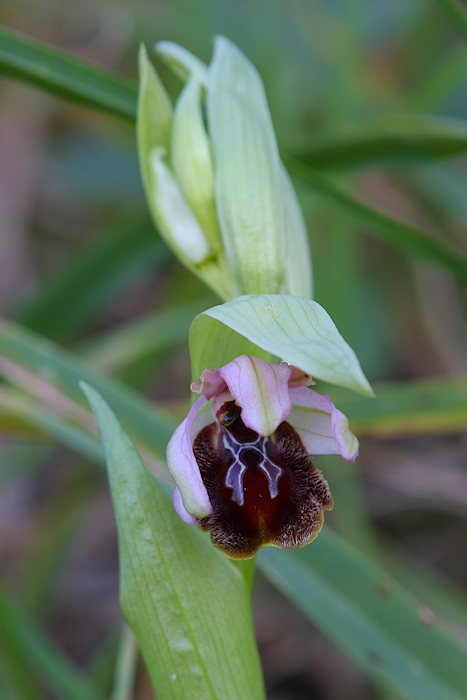 Orchidea Fresca di Stamane!!! Help!