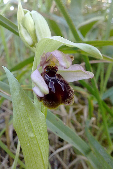 Orchidea Fresca di Stamane!!! Help!