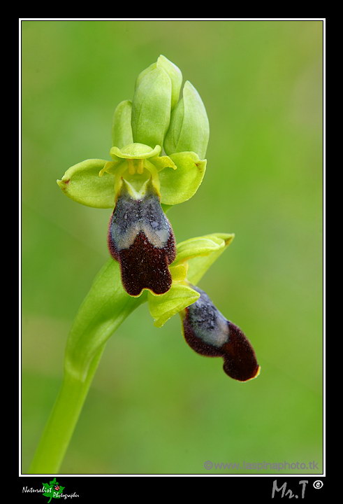 La mia prima uscita ad Orchidee!!