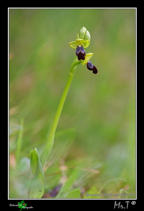 La mia prima uscita ad Orchidee!!