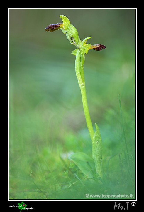 La mia prima uscita ad Orchidee!!