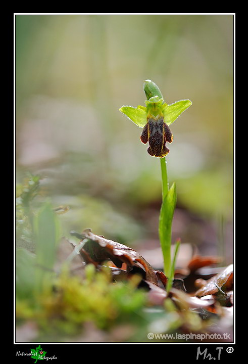 La mia prima uscita ad Orchidee!!