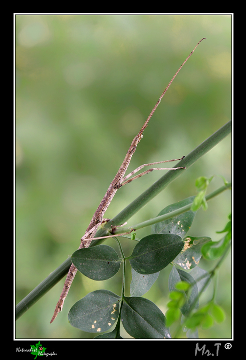 Phasmatodea...ma quale? Bacillus rossii