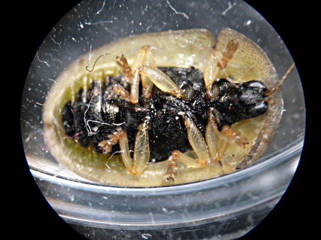 Cassida sp.