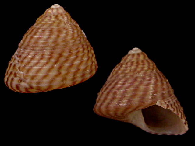 Gibbula